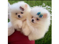disponibili-catelusi-pomeranian-sanatosi-disponibili-small-1