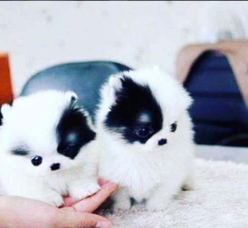 disponibili-catelusi-pomeranian-sanatosi-disponibili-big-0