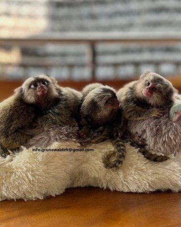 masculi-si-femele-maimute-marmoset-de-vanzare-big-5