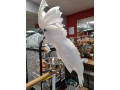 cacatouri-umbrela-disponibile-small-0