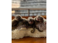 marmoset-de-vanzare-small-3