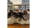 marmoset-de-vanzare-small-2