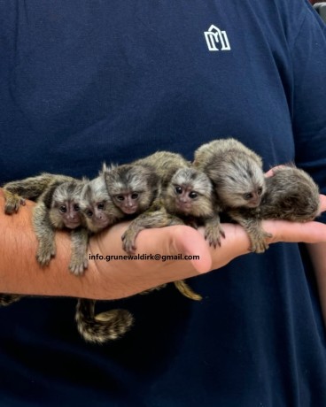 marmoset-de-vanzare-big-1