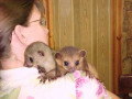 baby-kinkajou-de-vanzare-small-0