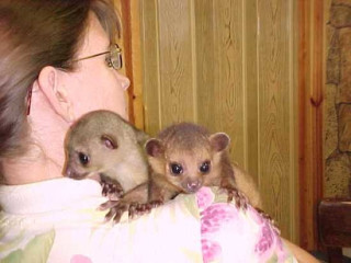 Baby Kinkajou de vânzare