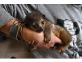 dulce-baby-kinkajou-de-vanzare-small-0