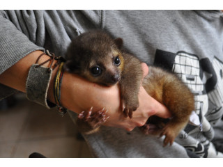 Dulce baby kinkajou de vânzare