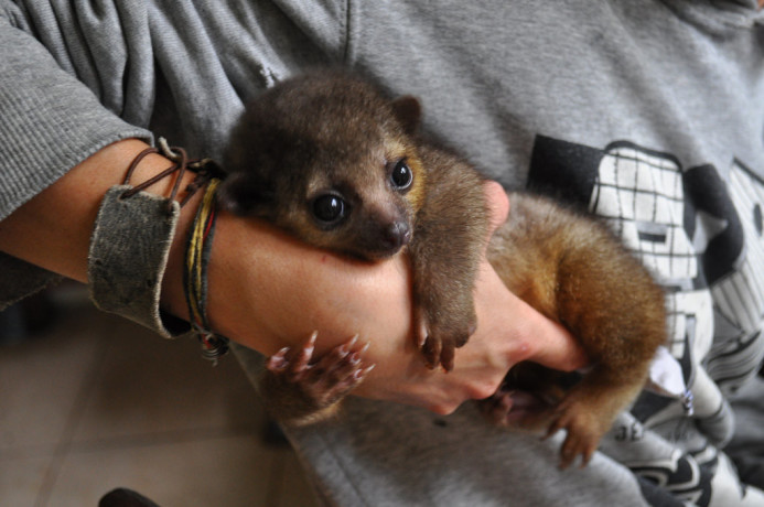 dulce-baby-kinkajou-de-vanzare-big-0