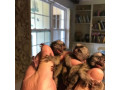 maimute-marmoset-superbe-disponibile-small-0