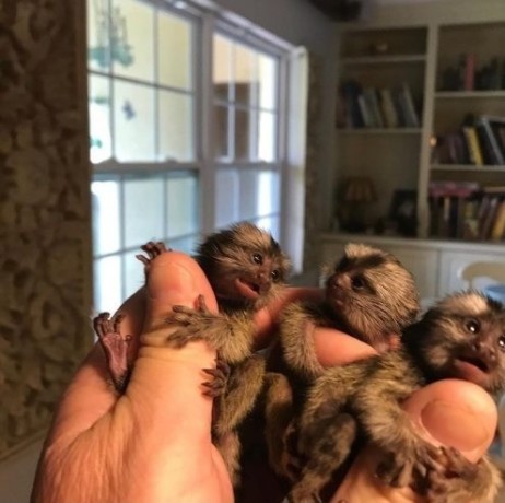 maimute-marmoset-superbe-disponibile-big-0