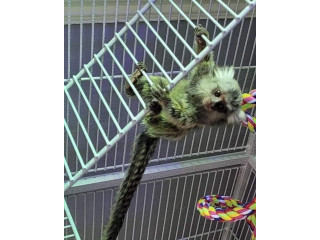 Minunate pui de maimuță marmoset de vânzare