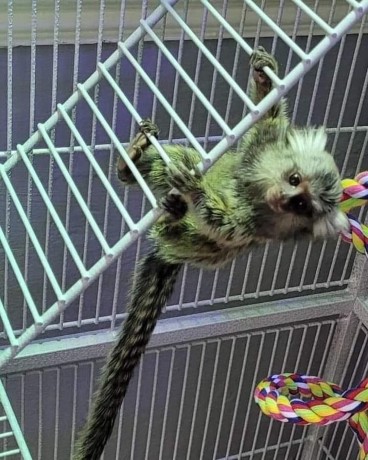 minunate-pui-de-maimuta-marmoset-de-vanzare-big-0