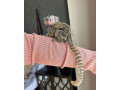 pui-de-maimuta-marmoset-disponibile-small-0