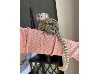 Pui de maimuță marmoset disponibile