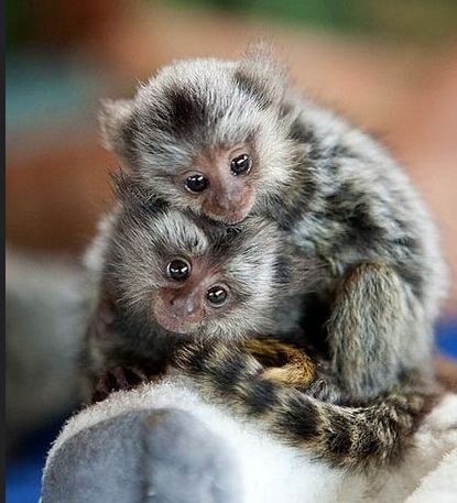 pui-de-maimuta-marmoset-disponibile-big-3