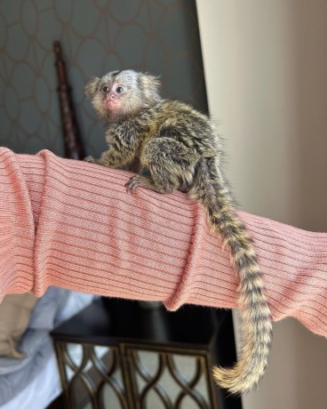 pui-de-maimuta-marmoset-disponibile-big-0