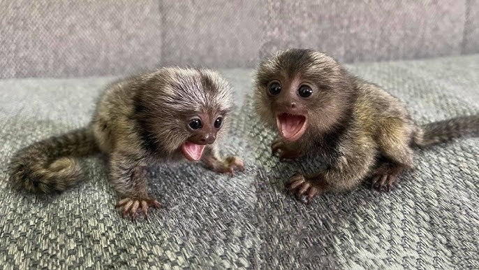 pui-de-maimuta-marmoset-disponibile-big-2