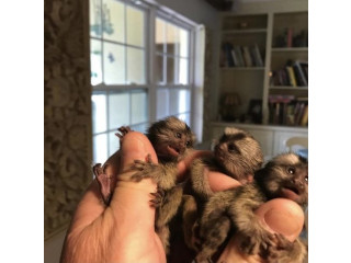 Maimuță marmoset mascul și femela disponibil