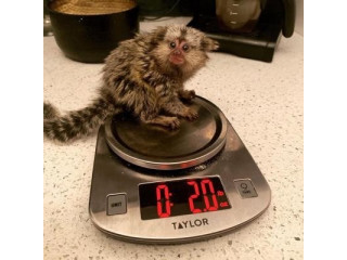 Marmoset prietenos, gata pentru noua casă