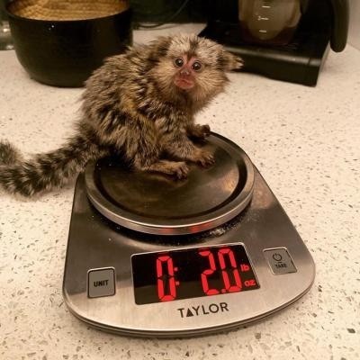 marmoset-prietenos-gata-pentru-noua-casa-big-0