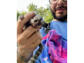 masculi-si-femele-maimute-marmoset-de-vanzare-small-0