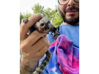 Masculi si femele maimute marmoset De Vanzare
