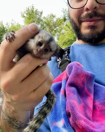 masculi-si-femele-maimute-marmoset-de-vanzare-big-0