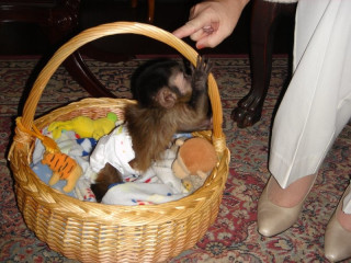 Pui de maimuțe și maimuțe capucine