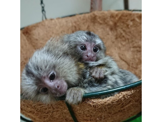 2 Maimuță de vânzare