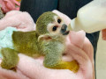 frumos-pui-de-maimuta-veverita-de-vanzare-small-0