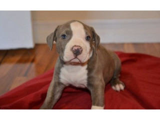 Căței american pitbull terrier pentru o casă bună