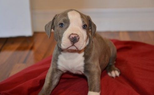 catei-american-pitbull-terrier-pentru-o-casa-buna-big-0