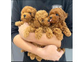 pudeli-adorabili-pedigree-de-vanzare-small-0
