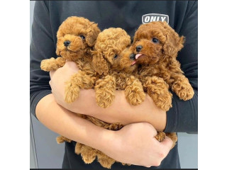 Pudeli adorabili Pedigree de vânzare