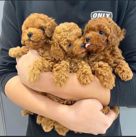 pudeli-adorabili-pedigree-de-vanzare-big-0