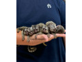 marmoset-de-vanzare-small-1