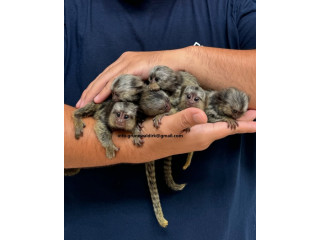 MARMOSET DE VANZARE