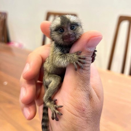 marmoset-de-vanzare-big-0