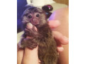 maimute-marmoset-fermecatoare-de-vanzare-small-0