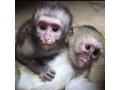 de-vanzare-maimute-capucine-sanatoase-small-0