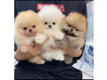 disponibili-pui-frumosi-de-pomeranian-disponibili-small-0