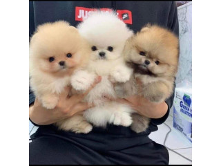 Disponibili pui frumoși de Pomeranian Disponibili