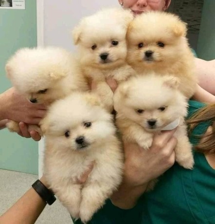 catelusi-pomeranian-minunati-de-vanzare-big-0