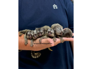 MARMOSET DE VANZARE