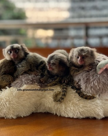 marmoset-de-vanzare-big-2