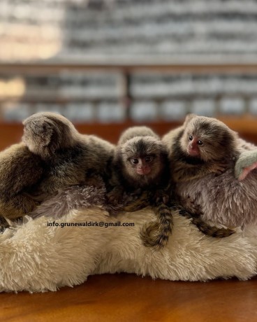marmoset-de-vanzare-big-3