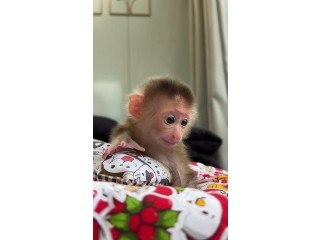 Maimuțe capucine fermecătoare și adorabile de vânzare