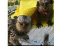 maimute-marmoset-adorabile-si-dulci-de-vanzare-small-0