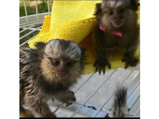 Maimuțe marmoset adorabile și dulci de vânzare