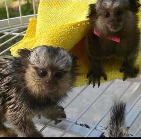 maimute-marmoset-adorabile-si-dulci-de-vanzare-big-0